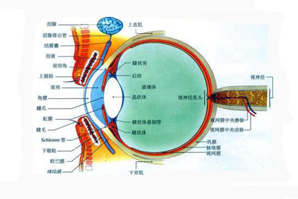 颜色是怎么被人眼感知的?颜色怎么表示与复现?