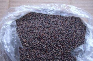 在标准光源箱中检测白菜种皮颜色