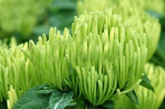 标准光源箱检定金银花颜色