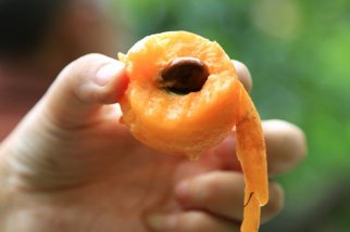 标准光源箱检验枇杷果肉变色问题