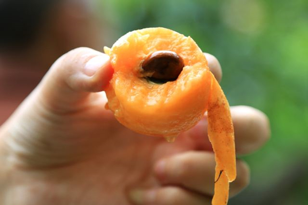 枇杷果肉颜色检测