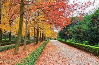 在标准光源条件下评定梧桐色