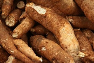 标准光源箱检定木薯的颜色